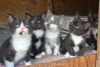 7 week old kittens
