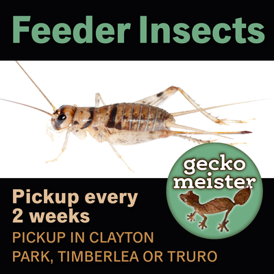 Feeder insects, View more