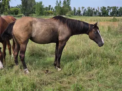 17 yr old Grullo Mare, View more