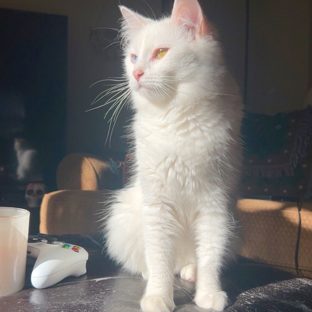 Beautiful Cat in Cats & Kittens for Rehoming in Fredericton - Image 4