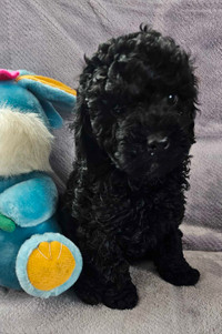                  Toy Poodle male
