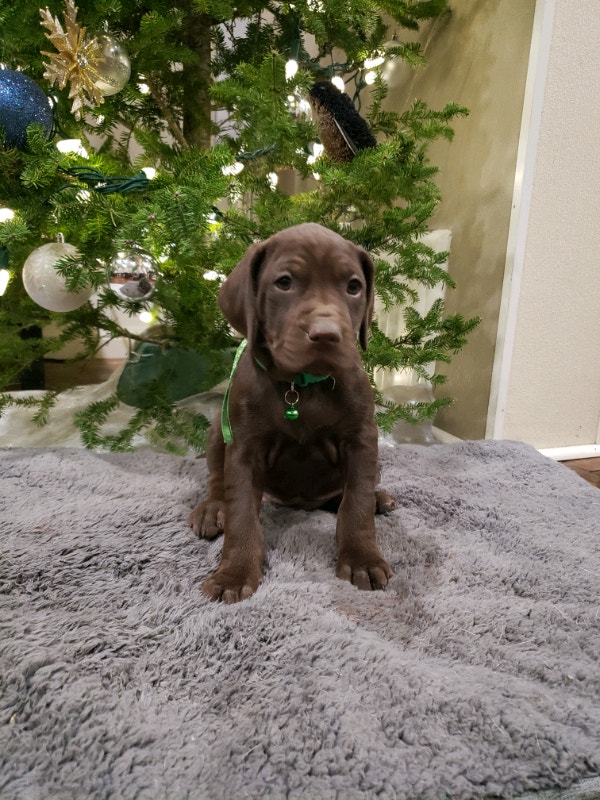 Chocolate Lab X Vizsla puppies. Ready to go Saturday. Dogs & Puppies