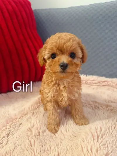 Toy Poodle Puppies ready for new homes, View more