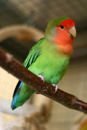 Lovebird Male | Adopt Birds Locally in Ontario | Kijiji Classifieds