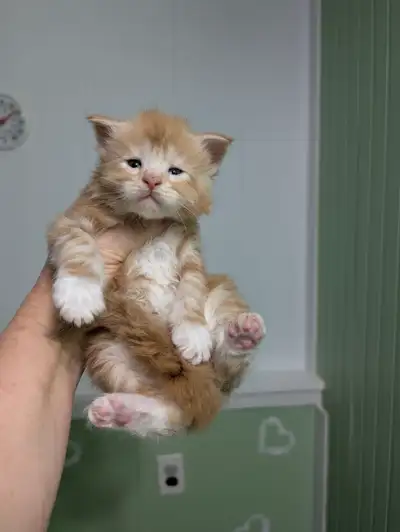 Beautiful Maine Coon kitten Zephyr color red silver blotched bicolour is available in our cattery. H...