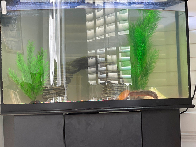 Taking unwanted fish in Fish for Rehoming in Oshawa / Durham Region