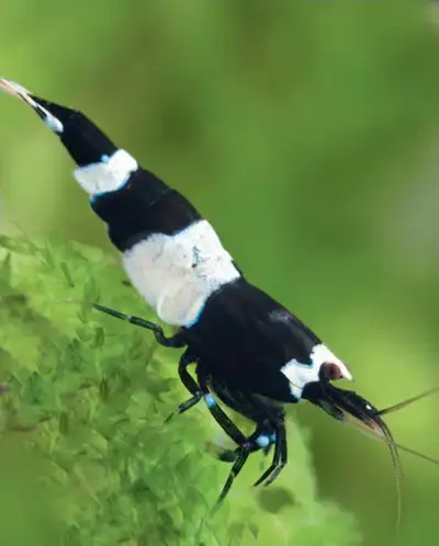 Black Panda x King Kong Shrimps, View more