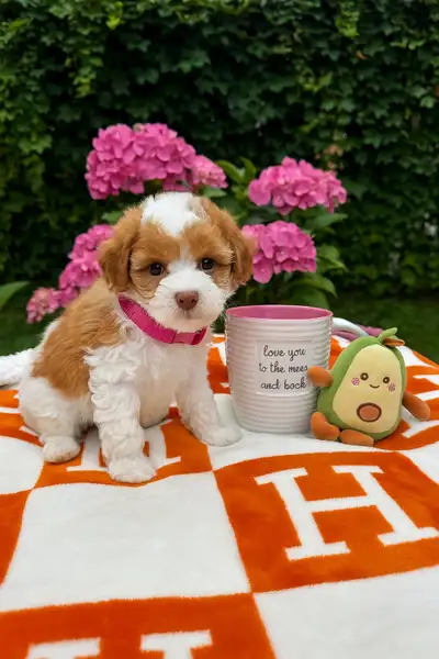 caniche toy toy poodle 4-6lbs, View more