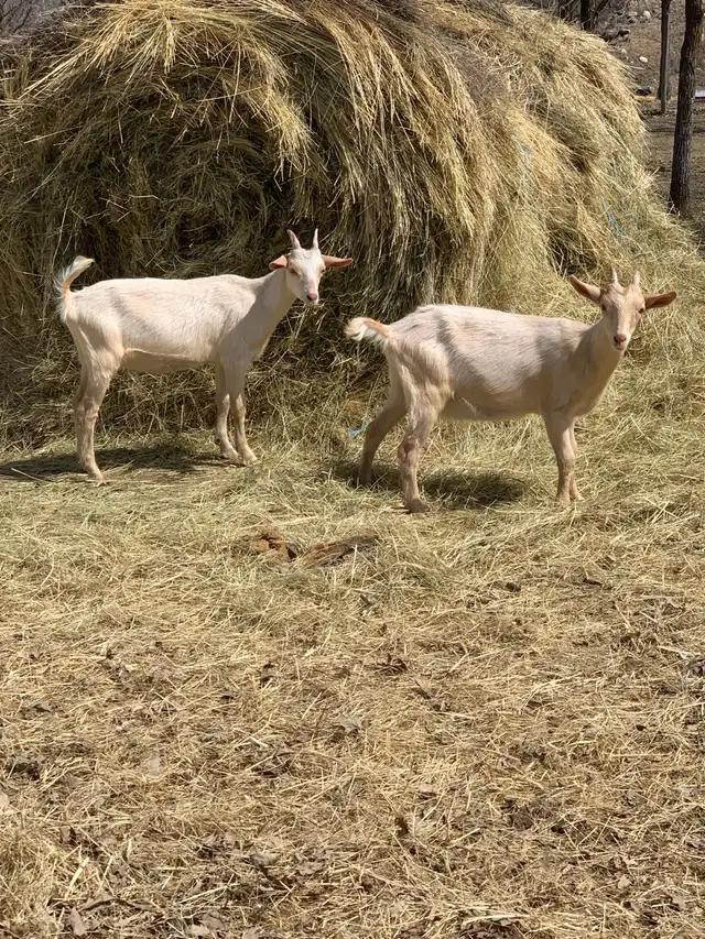 Mixed goats, Saanen + Lamancha in Livestock in Winnipeg - Image 5