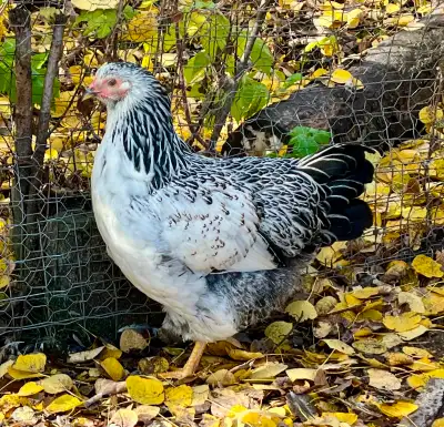 Hatching Eggs & Chicks, chance of Pure Brahmas, View more