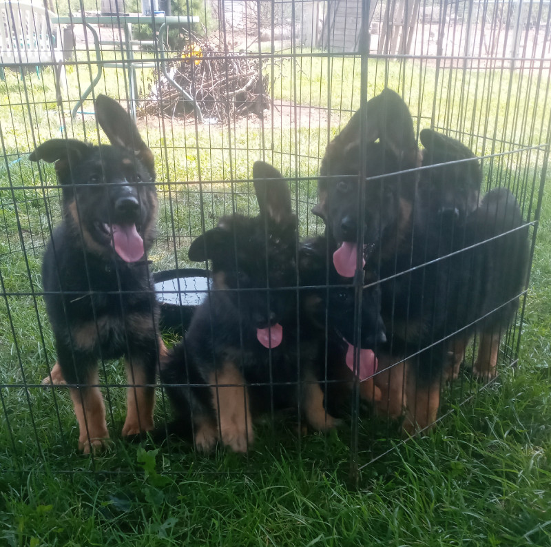 German Shepherd Puppies for Sale | Dogs & Puppies for Rehoming ...