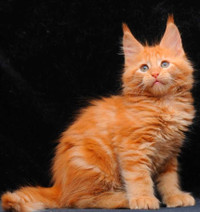 BERENDEY-  SUNSHINY MAINE COON male in RED COAT (WCF) open