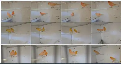 Canary Pairs For Sale Proven breeding pairs, 2025 birds, leg banded Price:$160 a pair Phone: 236-512...