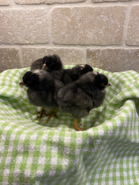 Female Plymouth Barred Rock Chicks