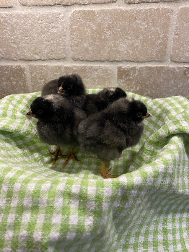 Female Plymouth Barred Rock Chicks in Livestock in Oakville / Halton Region