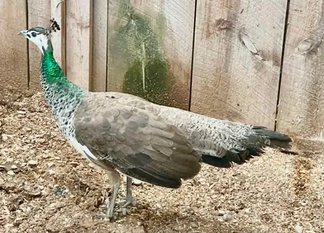 India Blue peafowl  pairs, yearlings in Livestock in Norfolk County - Image 4