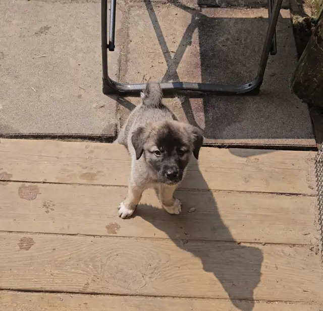 LGD Kangal Puppy's in Dogs & Puppies for Rehoming in Oshawa / Durham Region - Image 6
