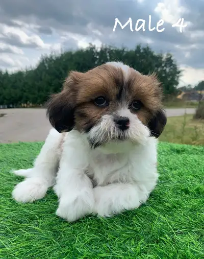 Shih Poo Puppies (Delivery Available), View more