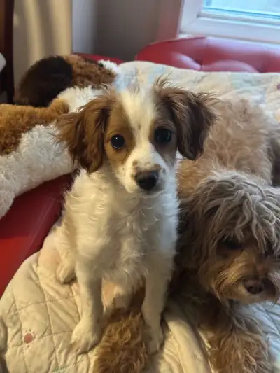 Cavapoo Puppy, View more