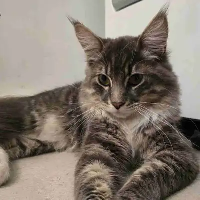 Maine coon pur race mâle âgée de 6 mois. Nous l'avons depuis qu'il à 3 mois et malheureusement décou...