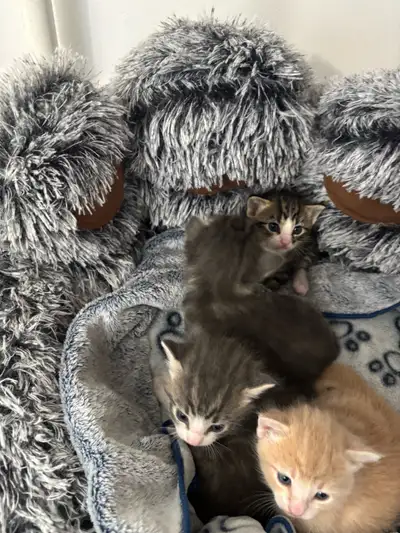 kittens for sale , View more