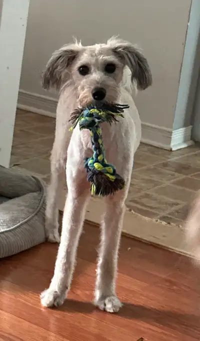 Mom a standard poodle/ dad a pomsky 25lbs has been to groomers. Shots up to date but not yet spayed....