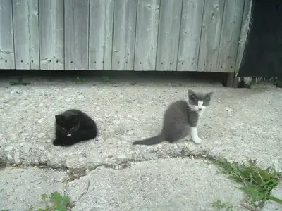 Kittens and Adult Cats, View more