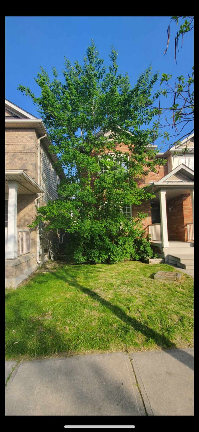 Small Guys, Tree, Shrub & Stump Removal  in Lawn, Tree Maintenance & Eavestrough in Mississauga / Peel Region - Image 3