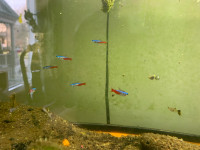 9 Neon Tetras (PENDING)