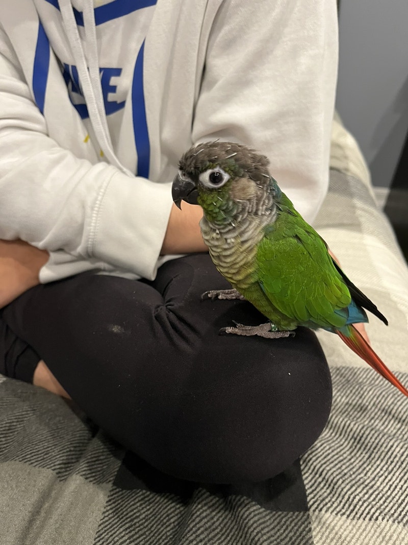2 year old green cheek conure with 3 cages and accessories Birds for