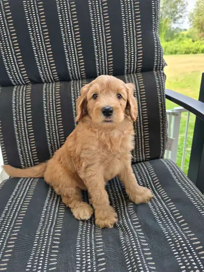 Non-Shedding Double Doodle Puppy Available!, View more