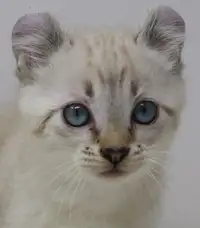 Highland Lynx kitten with blue eyes