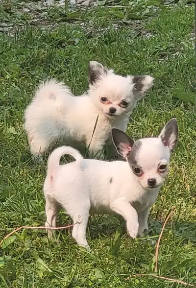 Two white and blue patched sisters . One is long coat and expected to 4lb range at $2200. and tinier...