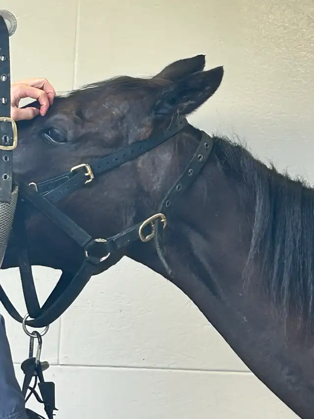 black 16.3hh ottb gelding in Horses & Ponies for Rehoming in Quesnel - Image 6