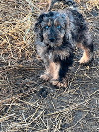 Cockapoo X Puppies