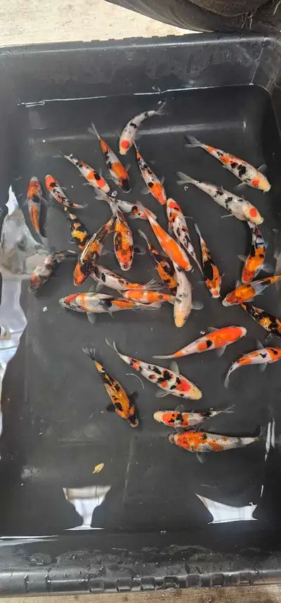 Japanese Koi Ooya, View more
