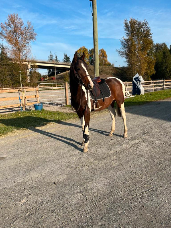 Tobiano Dutch Warm Blood in Horses & Ponies for Rehoming in Abbotsford