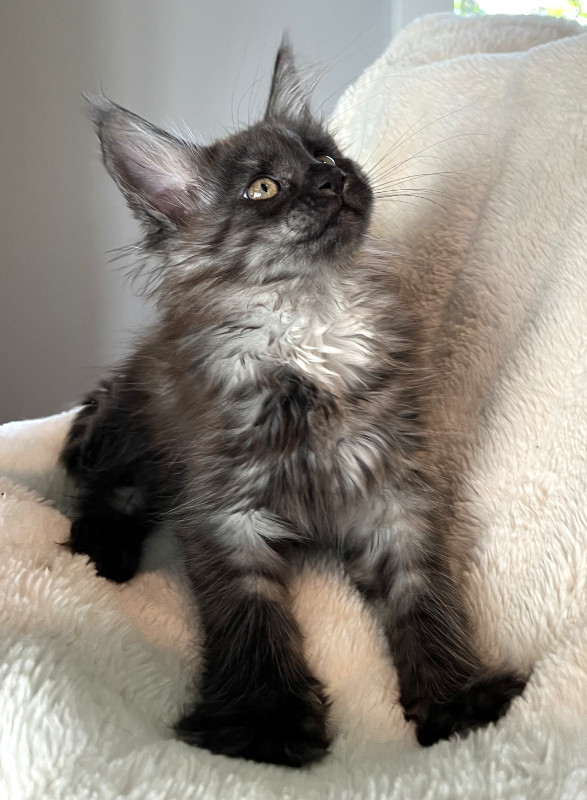 Registered Purebred Maine Coon Kittens in Cats & Kittens for Rehoming in Victoria - Image 2