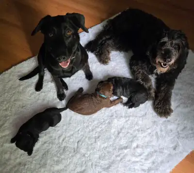 Aussiedoodle/Lab Puppies, View more