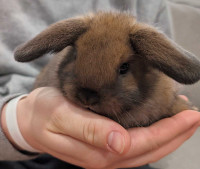 Miniature Holland Lop eared Bunny 