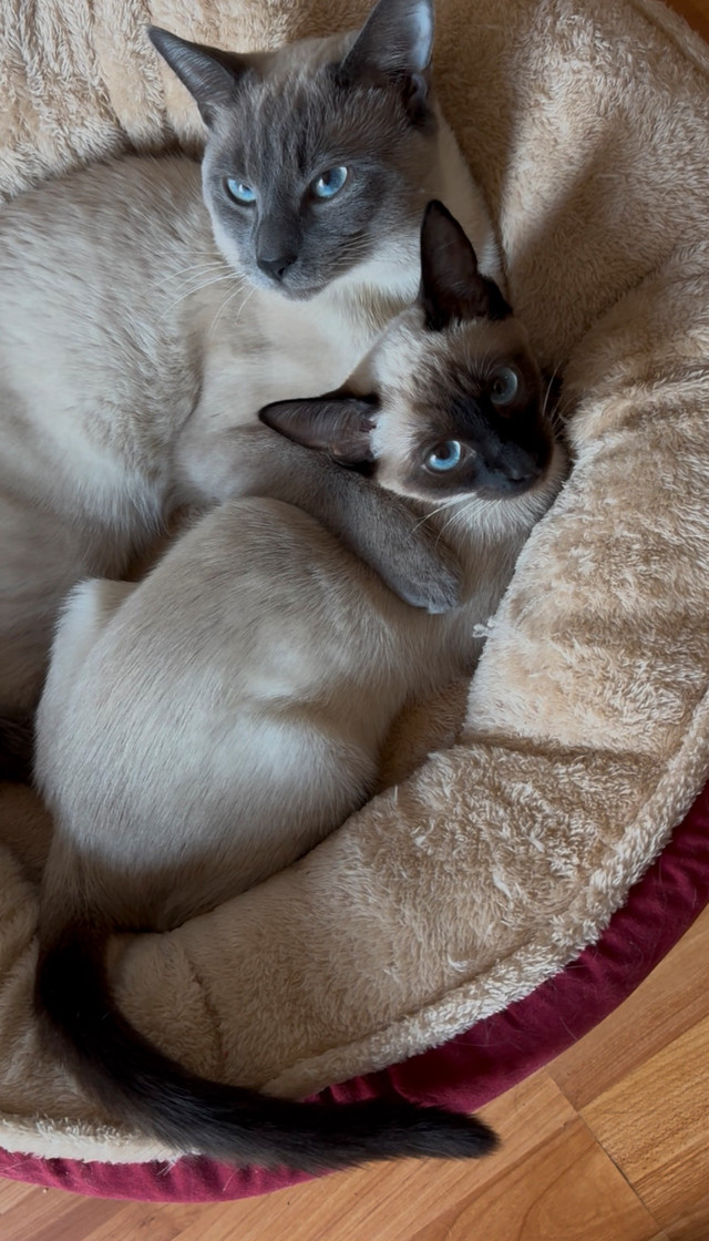 chaton siamois a vendre (Reste Que 2 femelle et male dans Chats et chatons à adopter  à Longueuil/Rive Sud - Image 2