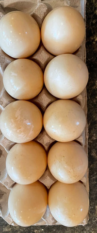 Fresh duck eggs 