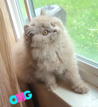 Meet ASHER Very Beautifull registered British Longhair Rare color FAWN. Looks….and great personality...