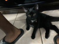 8mth old Kitten for sale $250