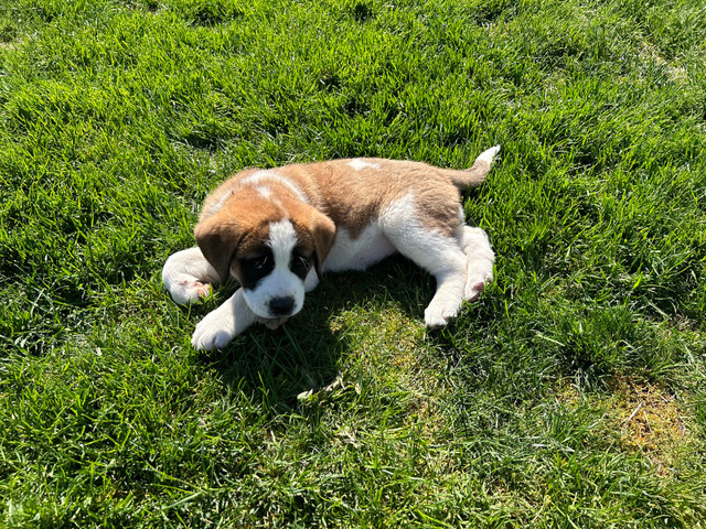 Loving St Bernard Puppies in Dogs & Puppies for Rehoming in Lethbridge - Image 3