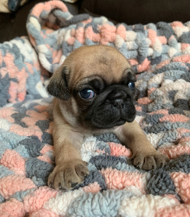 Purebred Pug Puppies in Dogs & Puppies for Rehoming in Oshawa / Durham Region