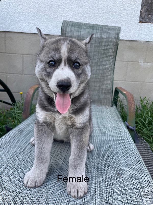 Purebred Siberian Husky Pups Dogs & Puppies for Rehoming Edmonton