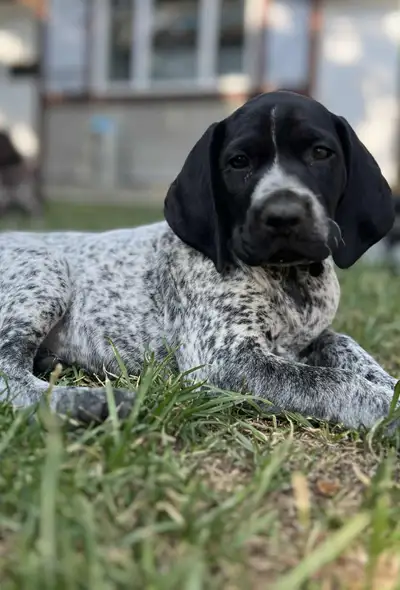 German Shorthaired Pointer Pup, View more
