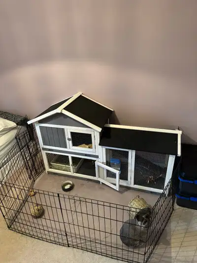 rabbit looking for new home, View more