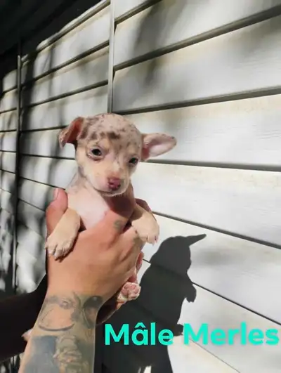 Adorables bébés Chihuahuas prêts à trouver leur famille pour la vie – Disponibles dès le 30 juin ! N...